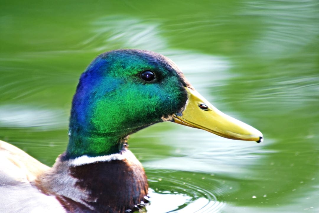 Male mallard duck with an iridescent green head and yellow beak swimming in rippling green pond water.