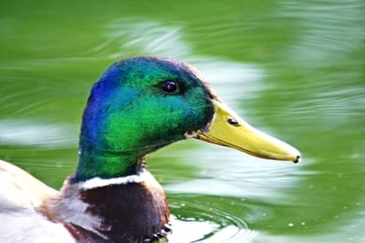 Mallard duck, duck close-up, male duck, iridescent feathers, green head, yellow beak, wildlife photography, nature, waterfowl, pond life, bird portrait, animal, avian, park wildlife, swimming bird, natural colors, detailed, outdoor, aquatic bird, wild bird, beautiful duck, animal portrait