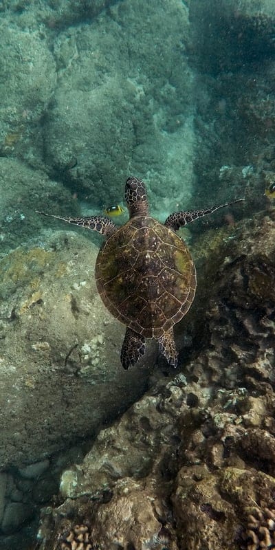 Tortoise wallpaper,Tortoise,Tortoise background,wildlife