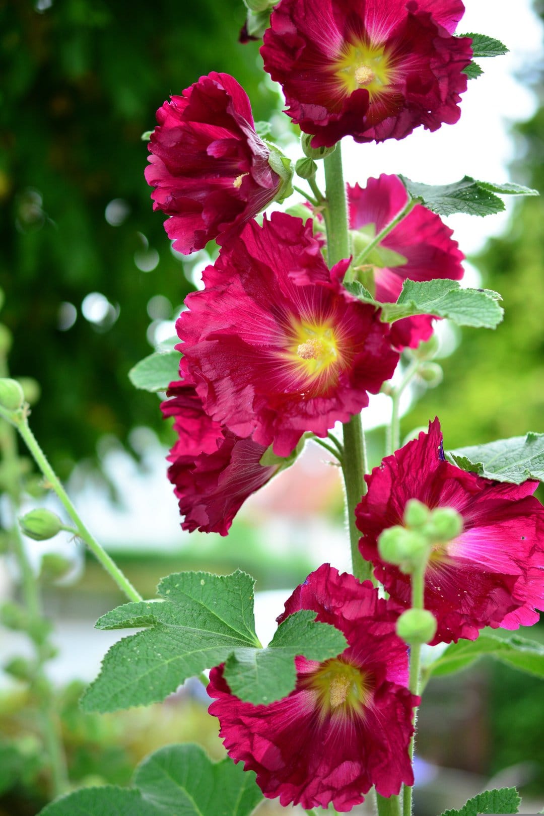 Pink hollyhocks with ruffled petals and yellow centers bloom on a tall green stalk against blurred foliage.