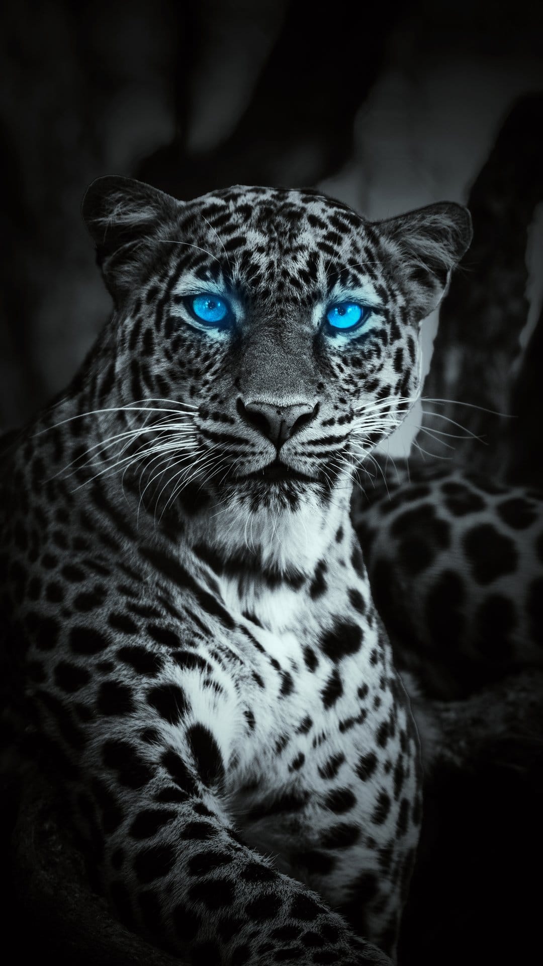 Leopard with glowing blue eyes and spotted fur stares intensely in a monochrome close-up portrait with shadows.
