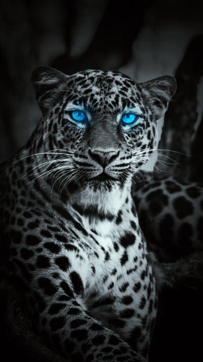 leopard,glance,predator,animal,bw