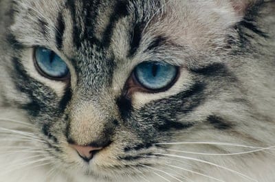 Tabby cat with bright blue eyes and grey fur looks directly ahead in a close-up portrait with sharp whiskers.