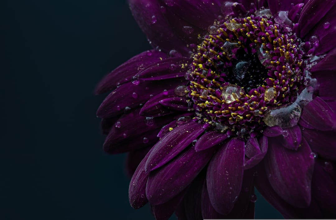 Purple Gerbera daisy with translucent water droplets on petals against a dark, out-of-focus background.
