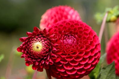 flowers,dahlia,bloom,blossom,growth,botany,beautiful flowers,garden,gardening,horticulture,botanical,flora,flower background,petals,plants,flower wallpaper,nature,floriculture