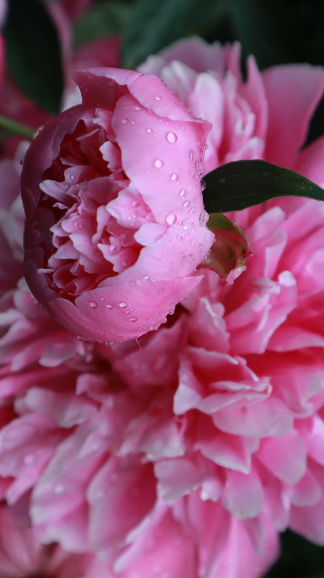 Pink peony petals covered in small dew drops against a dark green leaf background in a close-up macro view.