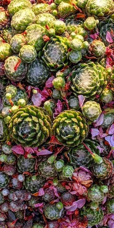 succulents,nature,cactus,beautiful flowers,flower wallpaper,flower background,garden,flowers