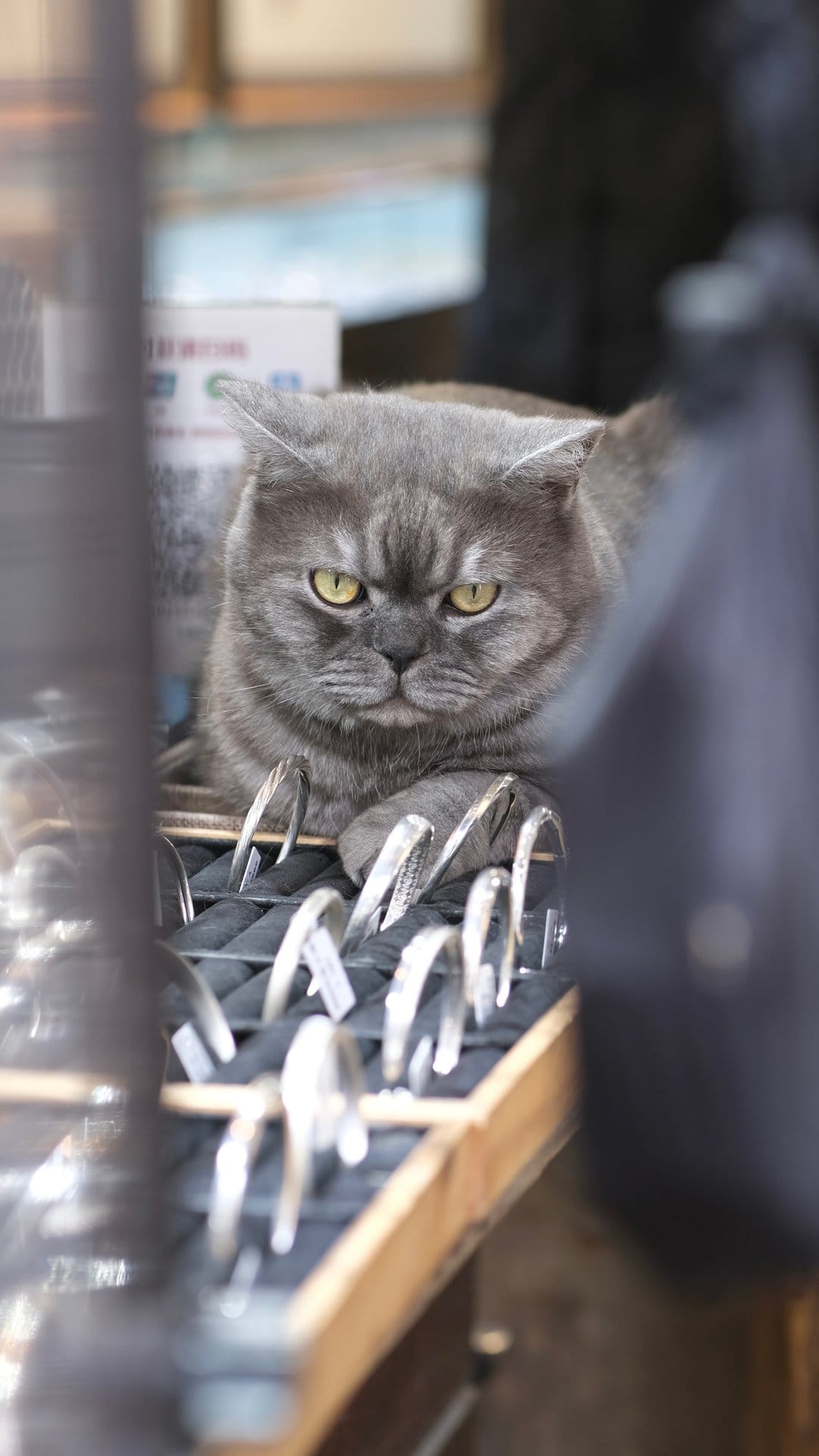 British Shorthair cat with yellow eyes sitting behind silver bracelets on a retail display with a stern face.
