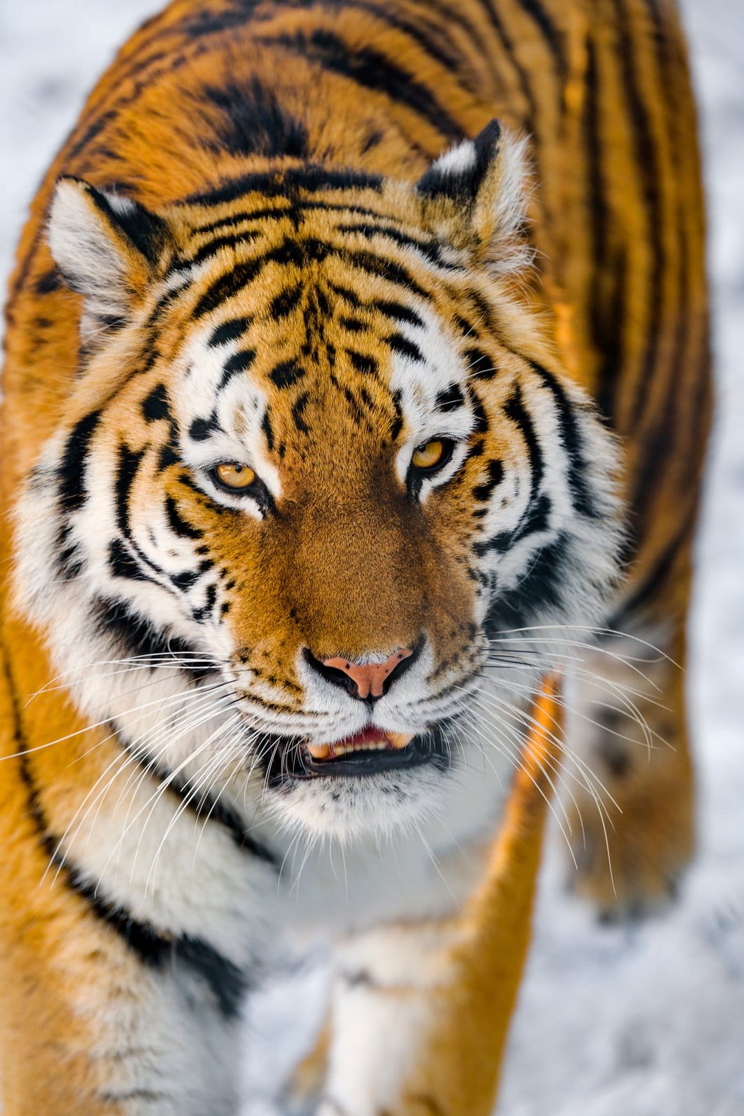 Siberian tiger face with amber eyes and black stripes against a blurred white snow background in a close-up shot.