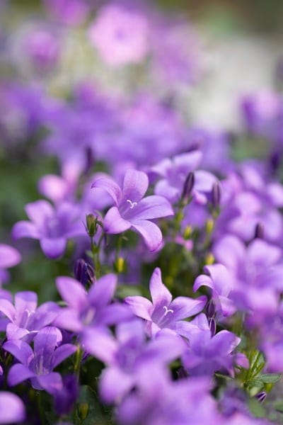 Purple bell-shaped flowers with soft petals cluster in a garden setting against a blurred green background.