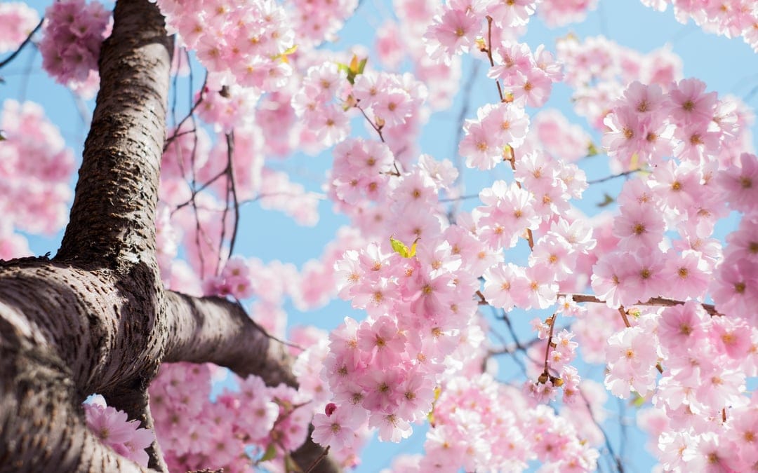 Pink cherry blossoms with delicate petals cluster on a branch against a clear blue sky in bright sunlight.