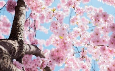 Pink forest wallpaper,Pink forest,Pink forest background,fprest,spring Pink forest wallpaper