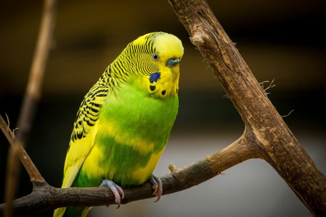 Budgie with green and yellow feathers sits on a textured brown branch against a soft bokeh forest background.