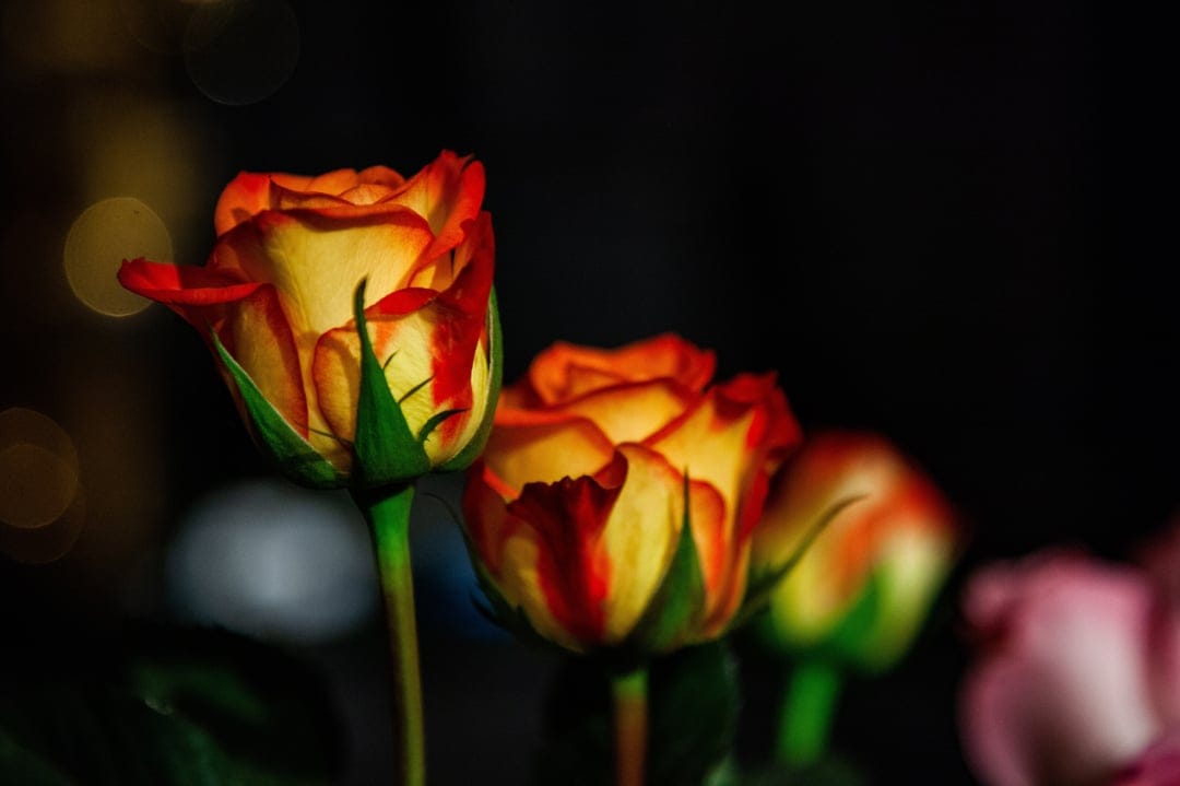 Red and yellow bicolor roses show intricate petal details against a warm, blurred bokeh light background.