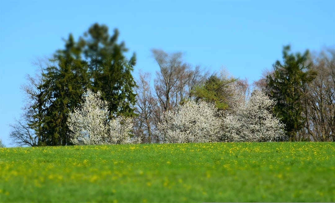 White blooming trees and yellow wildflowers fill a lush green meadow under a bright blue sky in spring.
