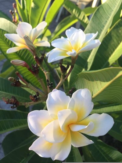 White Plumeria flowers with yellow centers bloom against green leaves in a macro botanical portrait.