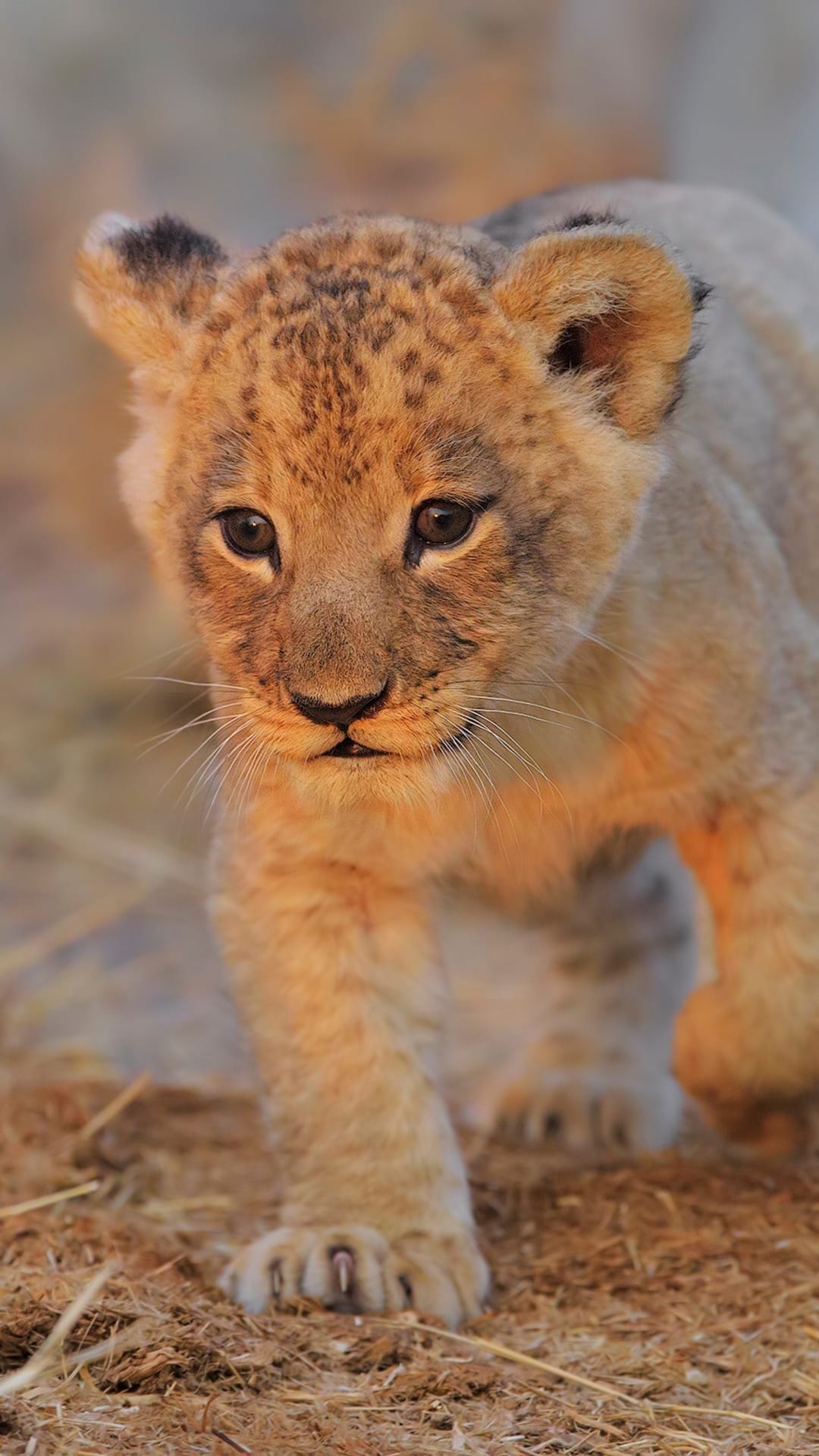 Lion cub with wide eyes and spotted fur walks toward the viewer against a soft, sunlit African savanna background.
