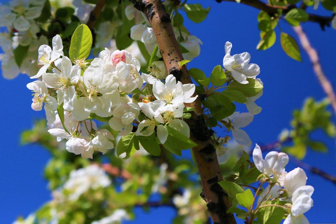 White apple blossoms with delicate petals grow on a branch against a bright blue sky in a sunlit spring orchard.