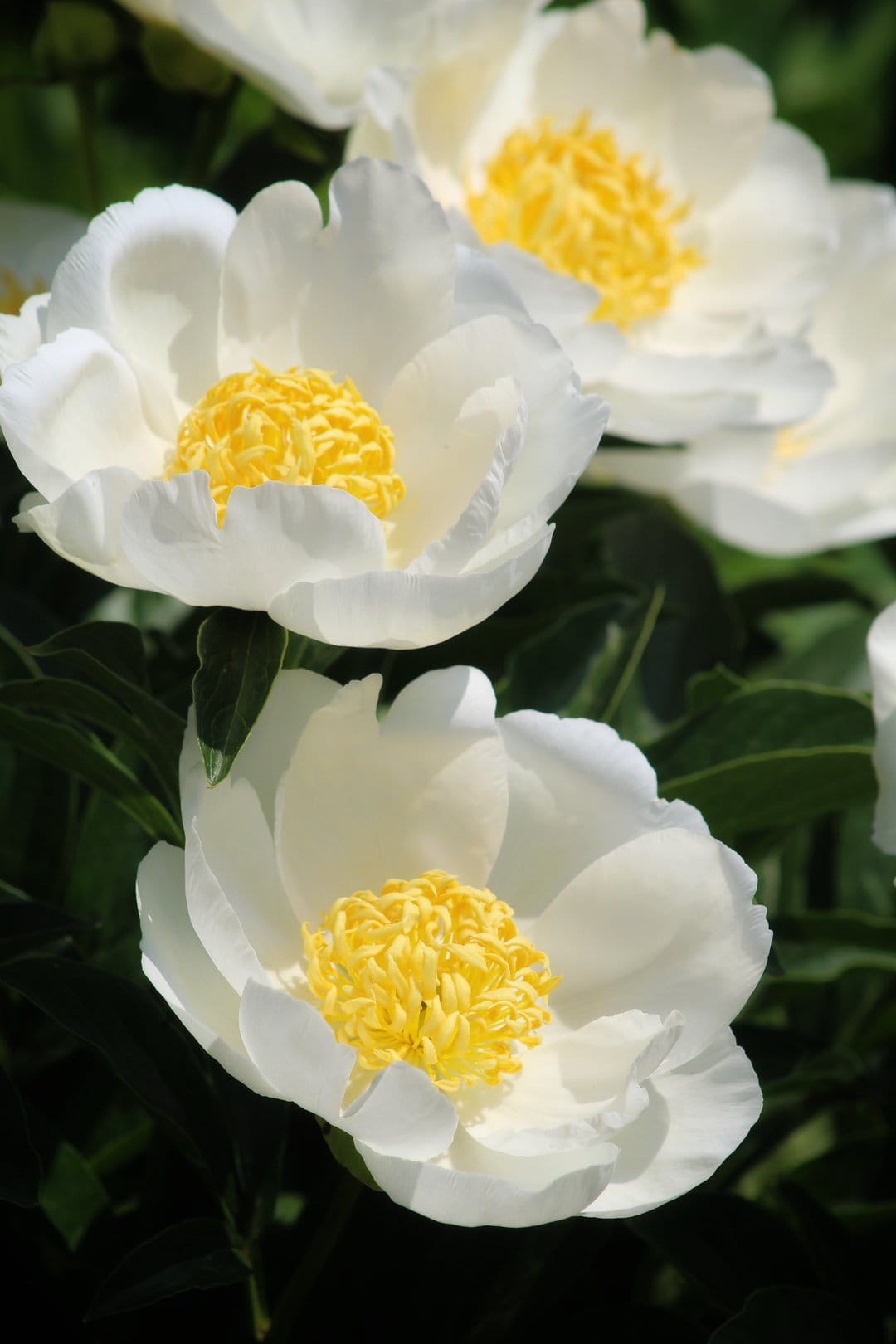White peonies with ruffled petals and bright yellow stamen clusters against a backdrop of dark green leaves.