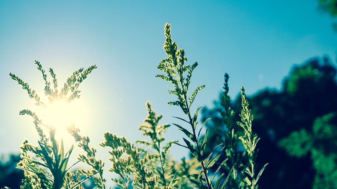 Tall green wildflowers reach toward a bright sun and clear blue sky with glowing sunbeams and warm lens flares.