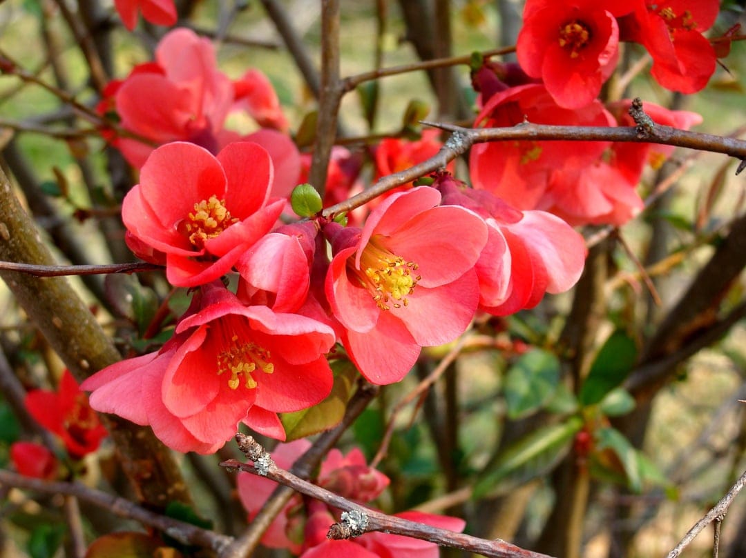 Coral-pink quince flowers with yellow stamens bloom on thorny branches against a blurred green background.