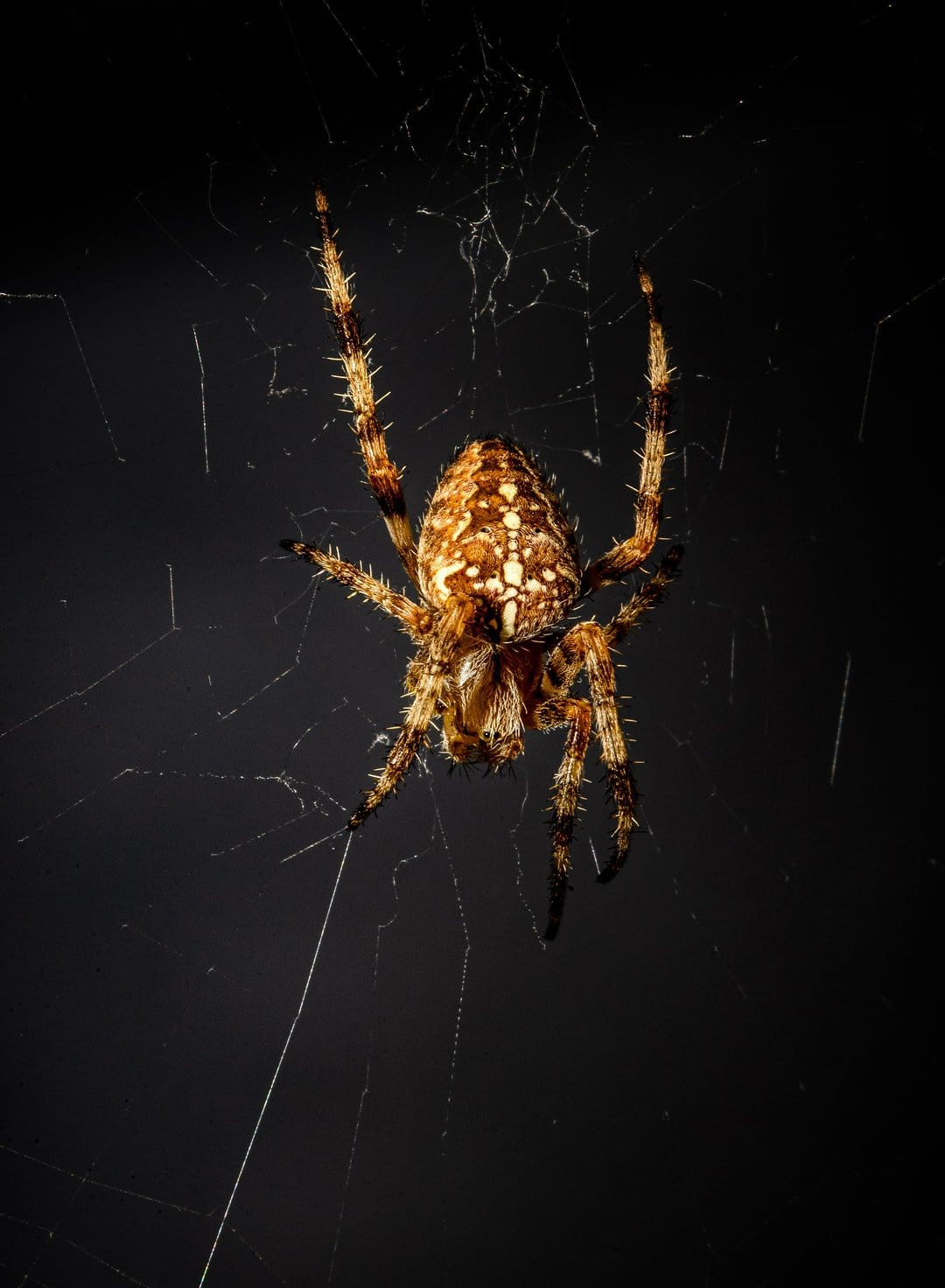 European garden spider with hairy legs rests on a dew-covered web against a dark, blurred background.