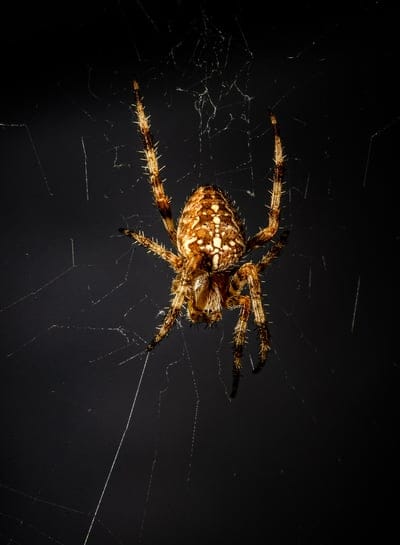 spider,arachnid,spiderweb,cobweb,beautiful wallpaper,macro,insect,nature,background