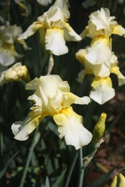 Yellow and white iris flowers with translucent petals bloom amidst green leaves in soft morning sunlight.