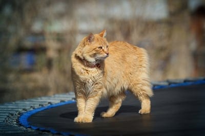 A fluffy ginger cat with a red collar stands on a black trampoline surface under bright golden sunlight.