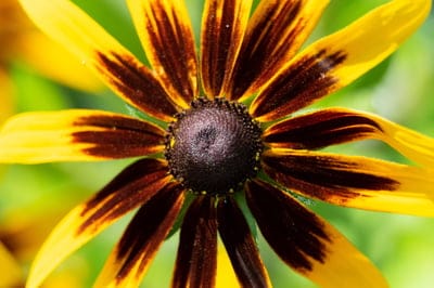 Black-Eyed Susan flower featuring golden petals and a textured dark center on a soft green blurred background.
