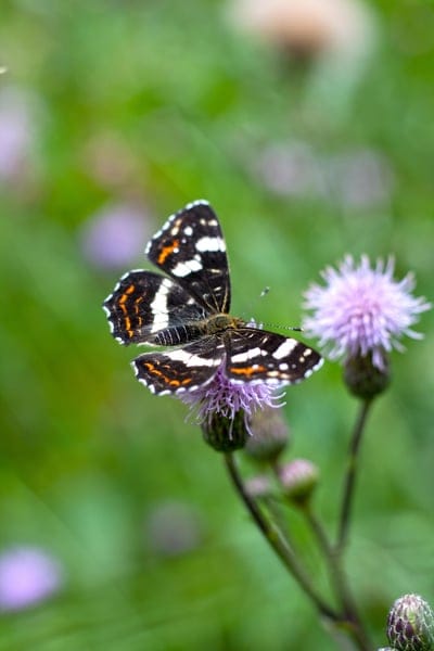 Butterfly with orange and black wings perches on a purple thistle bloom against a soft green meadow background.
