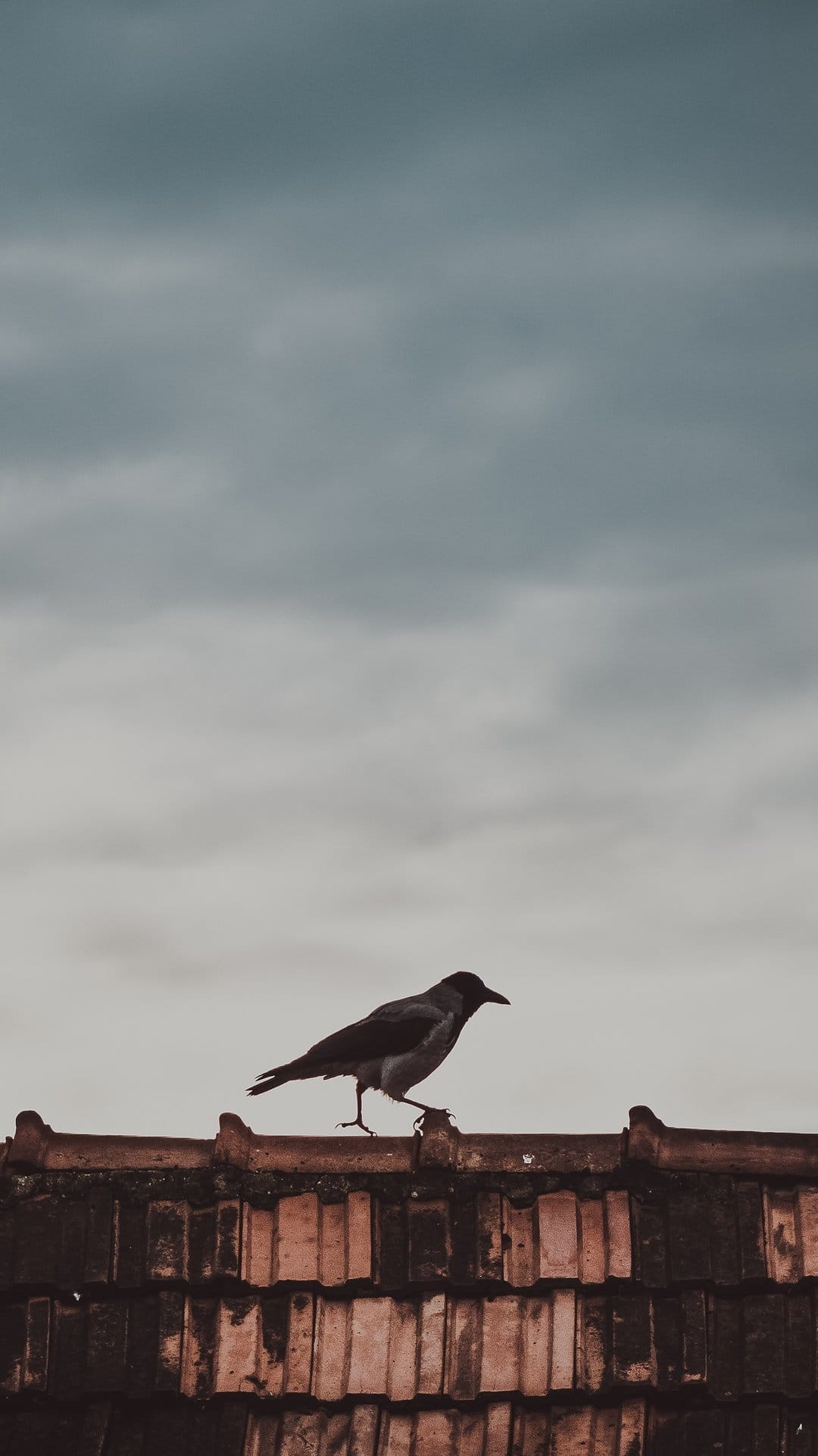 Crow perched on a dark tiled roof against a vast overcast sky with muted blue and gray storm clouds.
