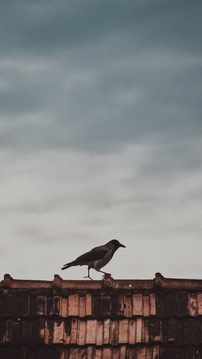 roof,bird,magpie