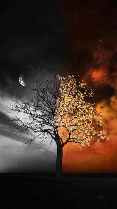 tree,flowers,branches,birds,moon