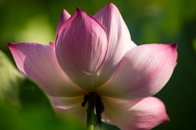 Pink lotus flower with layered petals and soft lighting blooms against a blurred dark green garden background.
