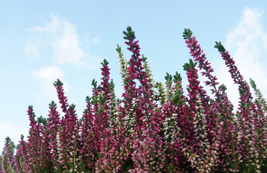 Pink and white heather flowers stretch toward a bright blue sky with fluffy clouds from a low-angle perspective.