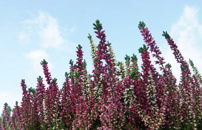 common heather,free background,beautiful wallpaper,beautiful flowers,full HD wallpaper,Mac wallpaper,desktop backgrounds,flower wallpaper,laptop wallpaper,wallpaper HD,4k wallpaper,cool backgrounds,4k wallpaper,heather,Windows wallpaper,flowers,nature,wal