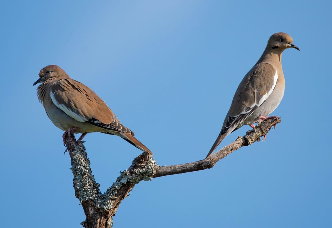 Two white-winged doves perch on a mossy dead branch facing away from each other against a clear blue sky background.