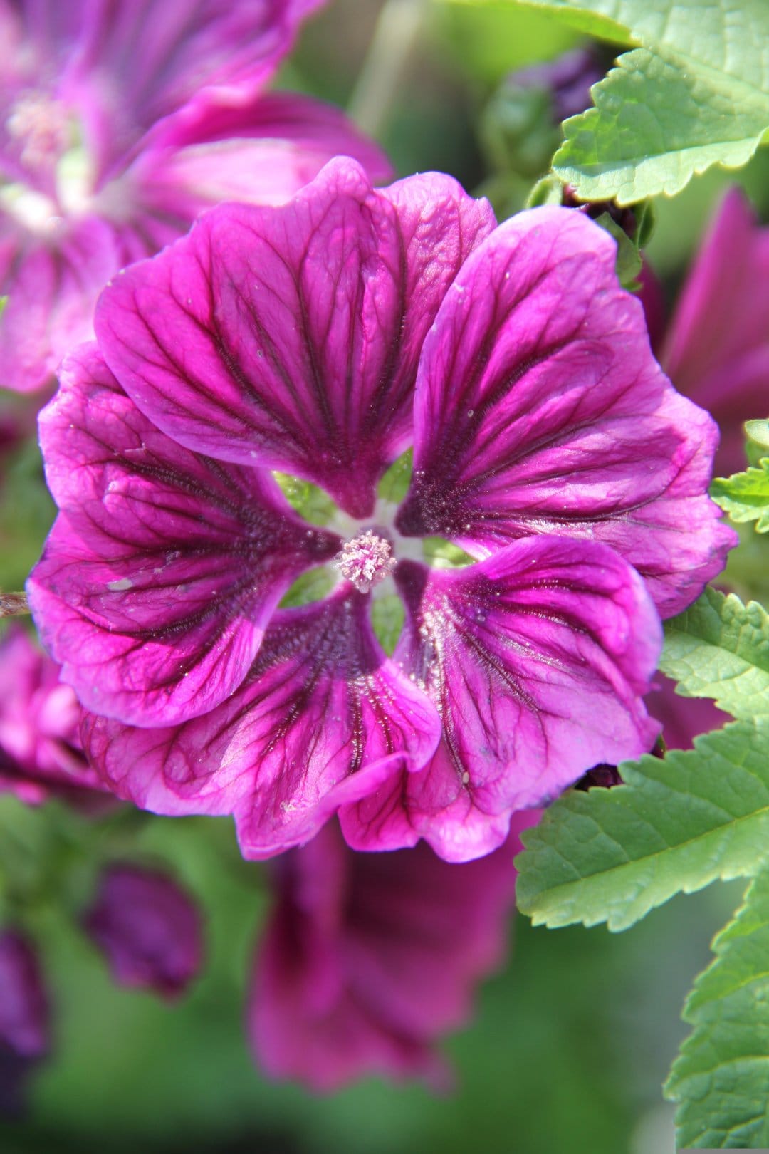 Purple mallow flower with dark veins on petals against a soft-focus green background in a vertical layout.