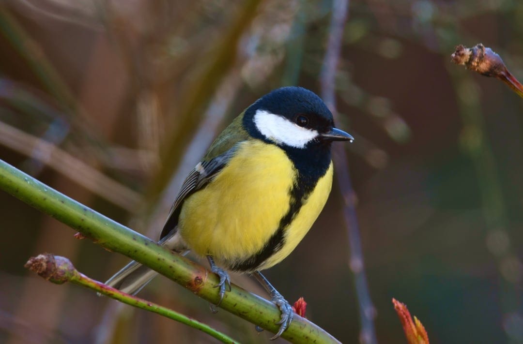 Great Tit with yellow feathers perches on a thin green branch against a blurry forest background in soft light.