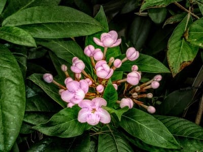 Pink flower blossoms and unopened buds cluster tightly between thick, glossy green leaves in a close-up garden view.