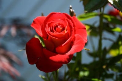 Red rose petals with visible texture glow in sunlight against a blurred blue and green garden background.