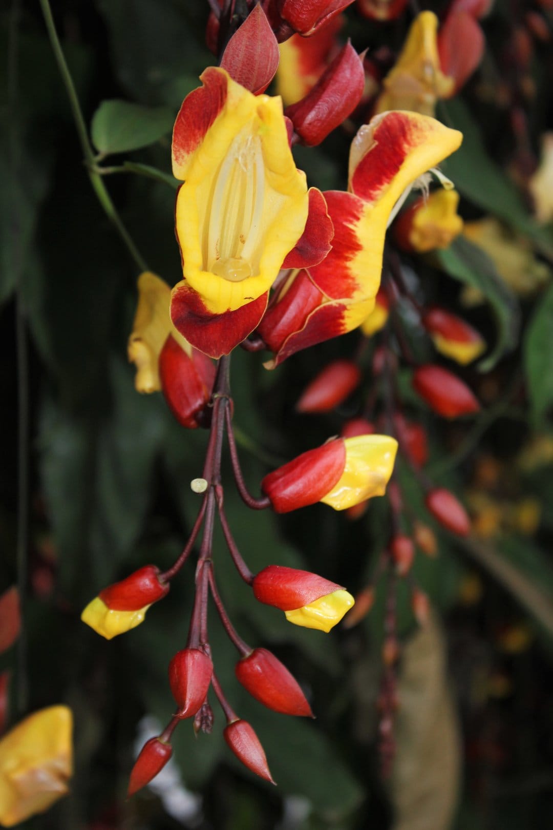 Red and yellow tubular Thorohose flowers hang vertically against a dark green, blurred foliage background.