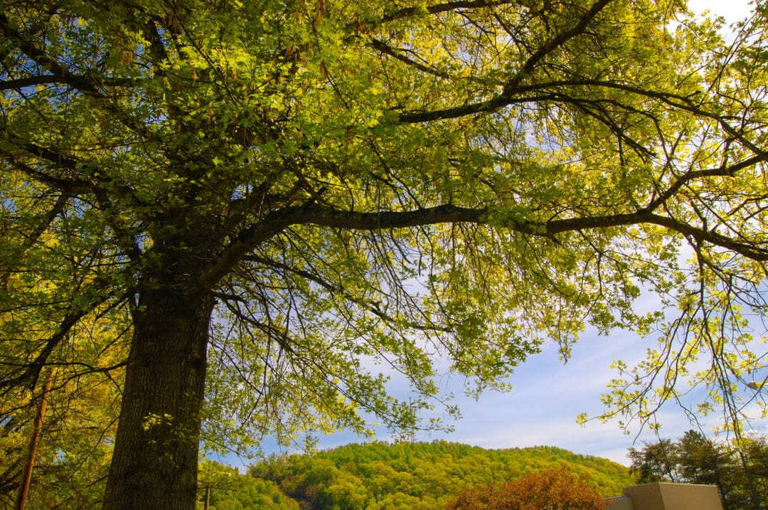 Green tree canopy reaches toward a blue sky with sunlight filtering through leaves and distant hills visible.