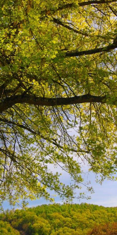 Tree hills wallpaper,Tree hills,oak tree,iPhone wallpaper,tree background
