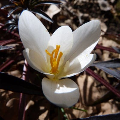 White crocus flower with yellow stamens blooms among dark purple leaves and dry brown foliage on a forest floor.