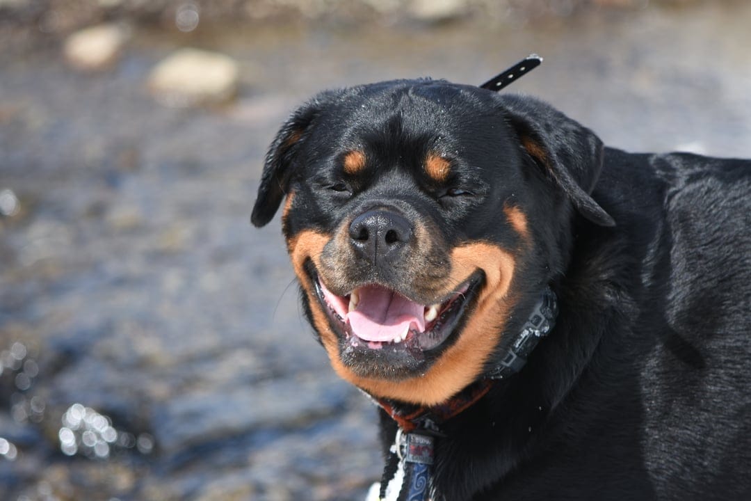 Rottweiler dog with eyes closed and mouth open in a happy expression against a blurry river and rocky shore.