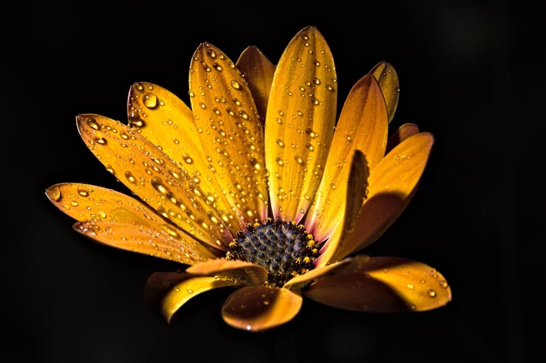 Yellow daisy petals with clear water droplets and a dark center stand out against a solid black background.