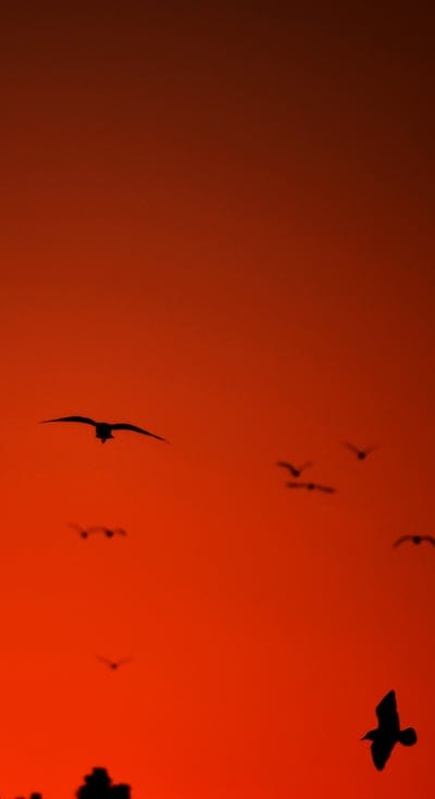 bird,wings,silhouette,flight,red