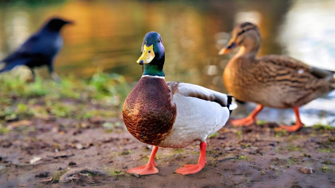 Male mallard duck with a green head stands on a muddy bank near a hen and a crow in soft natural light.